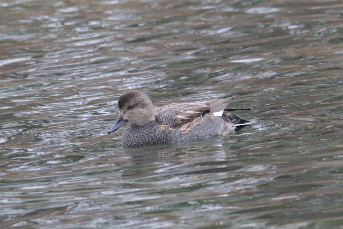 Gadwall - ML646905600
