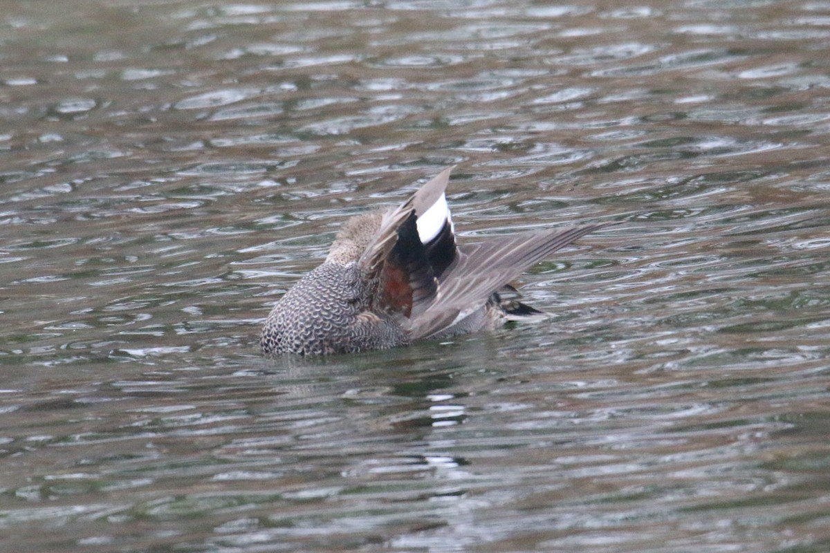 Gadwall - ML646905603