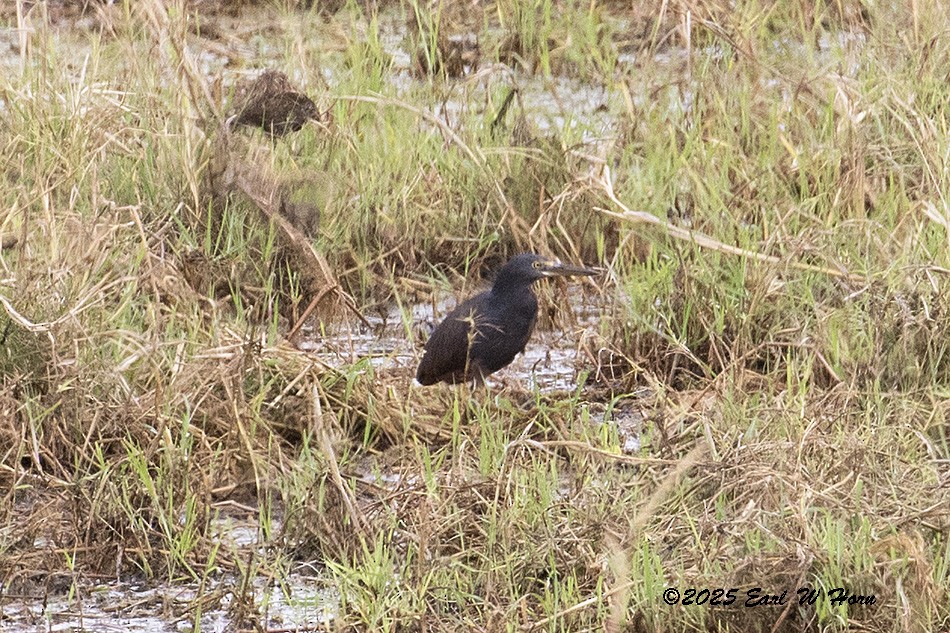 Rufous-bellied Heron - ML646905604