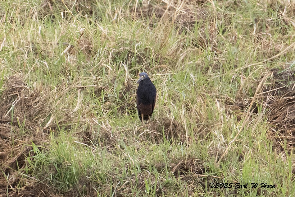 Rufous-bellied Heron - ML646905605