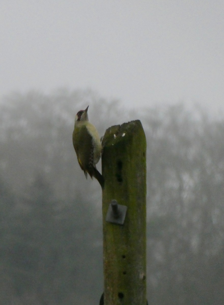 Picchio verde - ML646905606