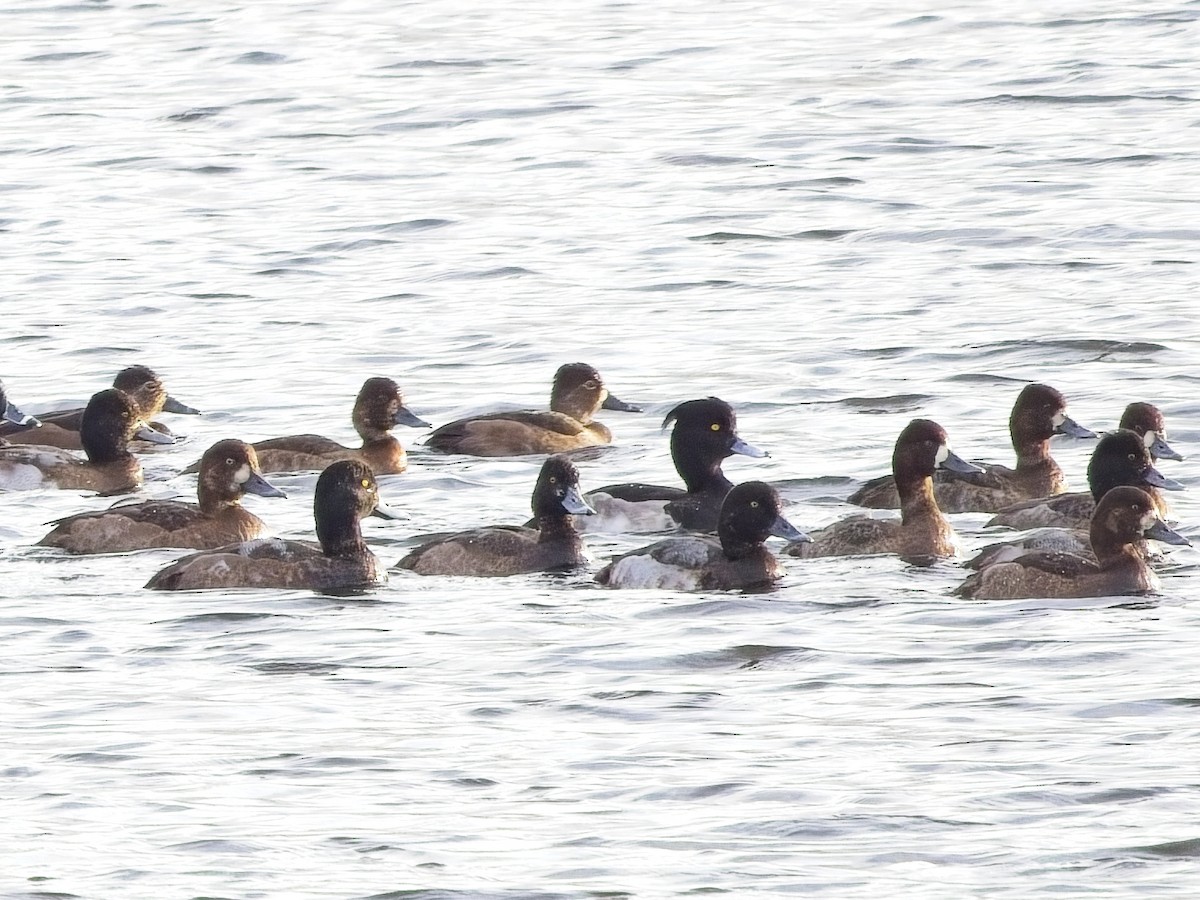 צולל מצויץ - ML646905608