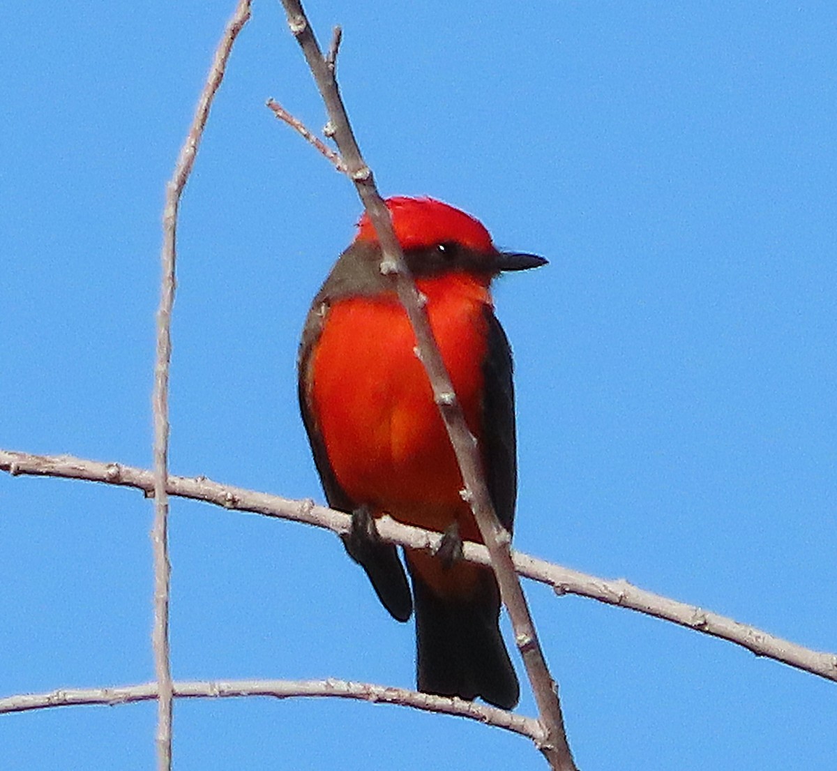 Vermilion Flycatcher - ML646905609