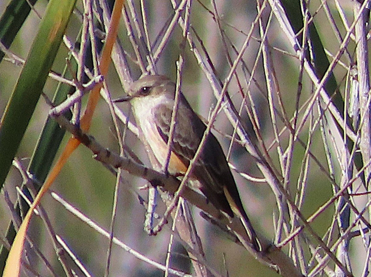 Vermilion Flycatcher - ML646905610
