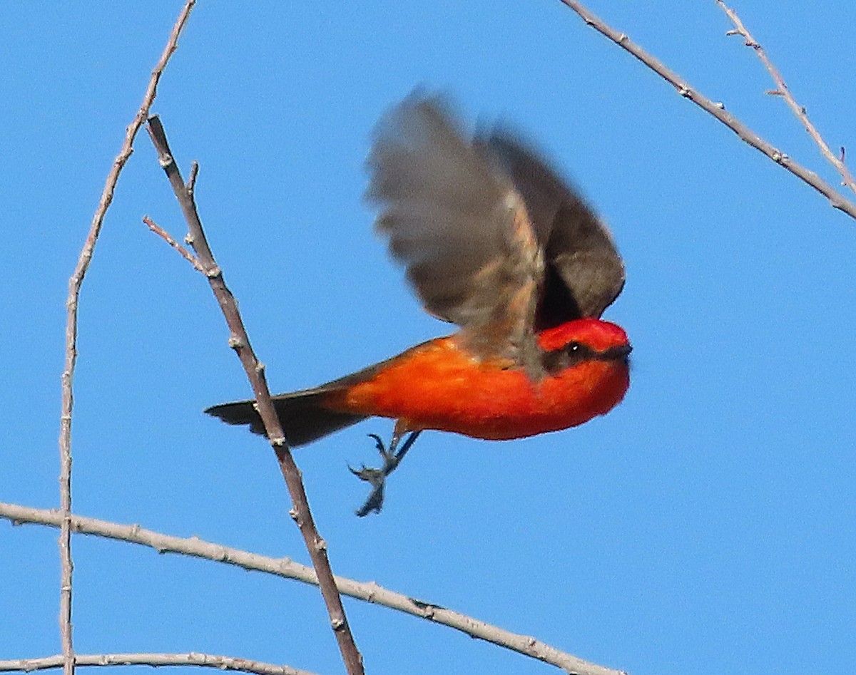 Vermilion Flycatcher - ML646905611