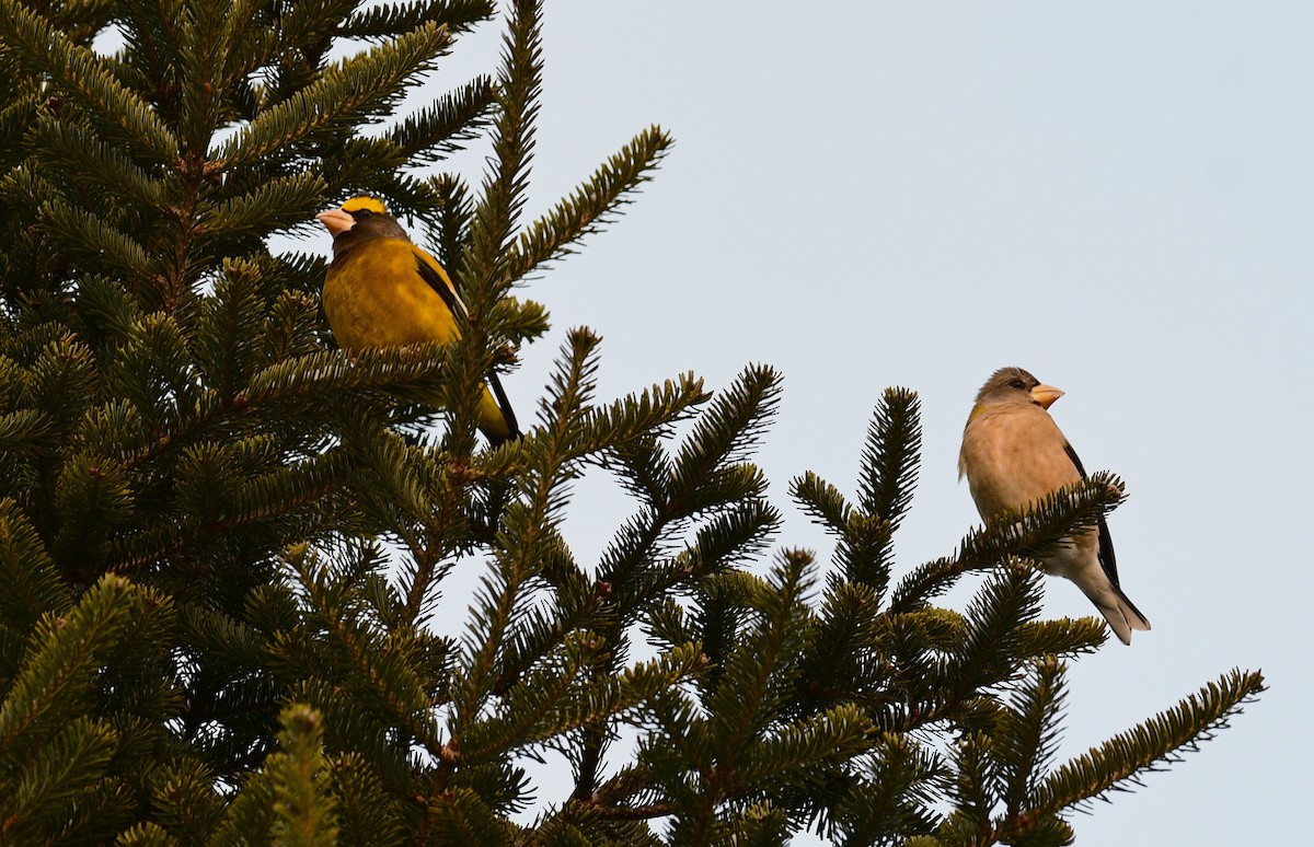 Evening Grosbeak - ML646905612