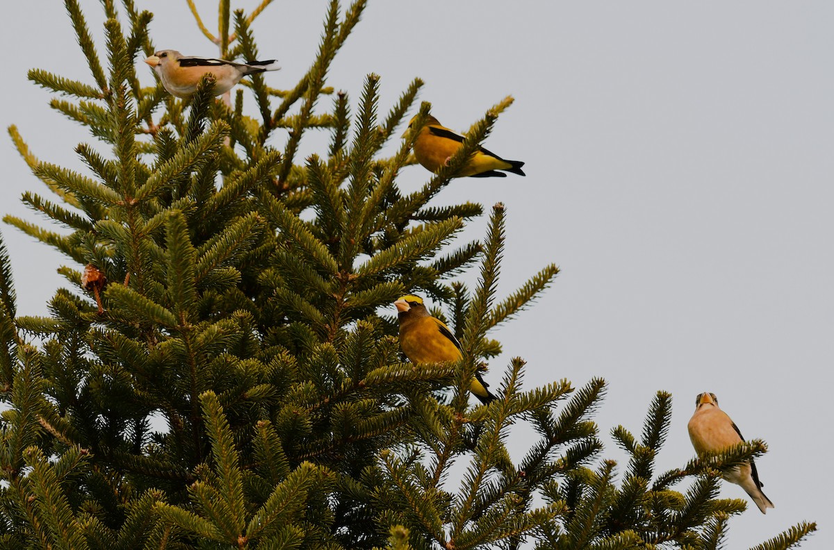 Evening Grosbeak - ML646905613