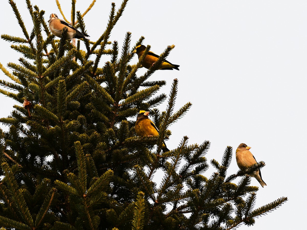 Evening Grosbeak - ML646905614