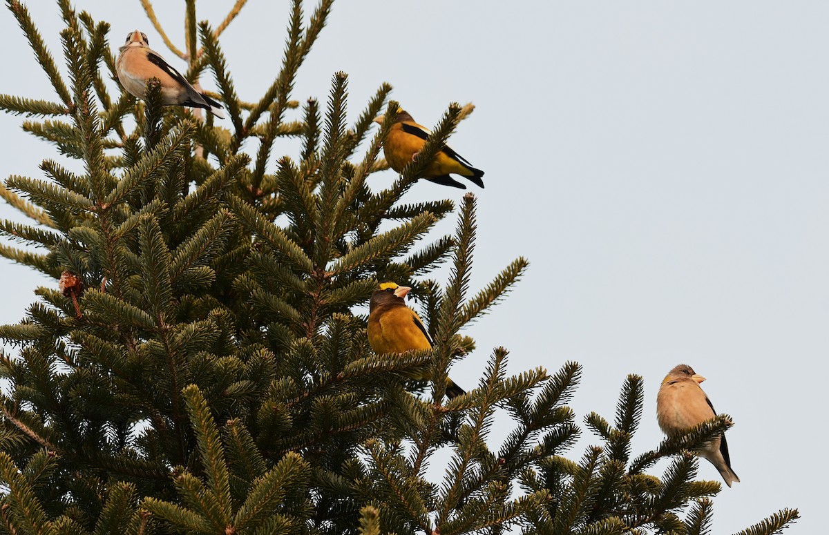 Evening Grosbeak - ML646905615