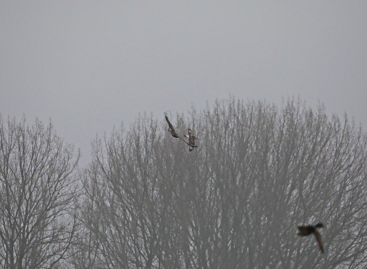 Зимняк - ML646905620