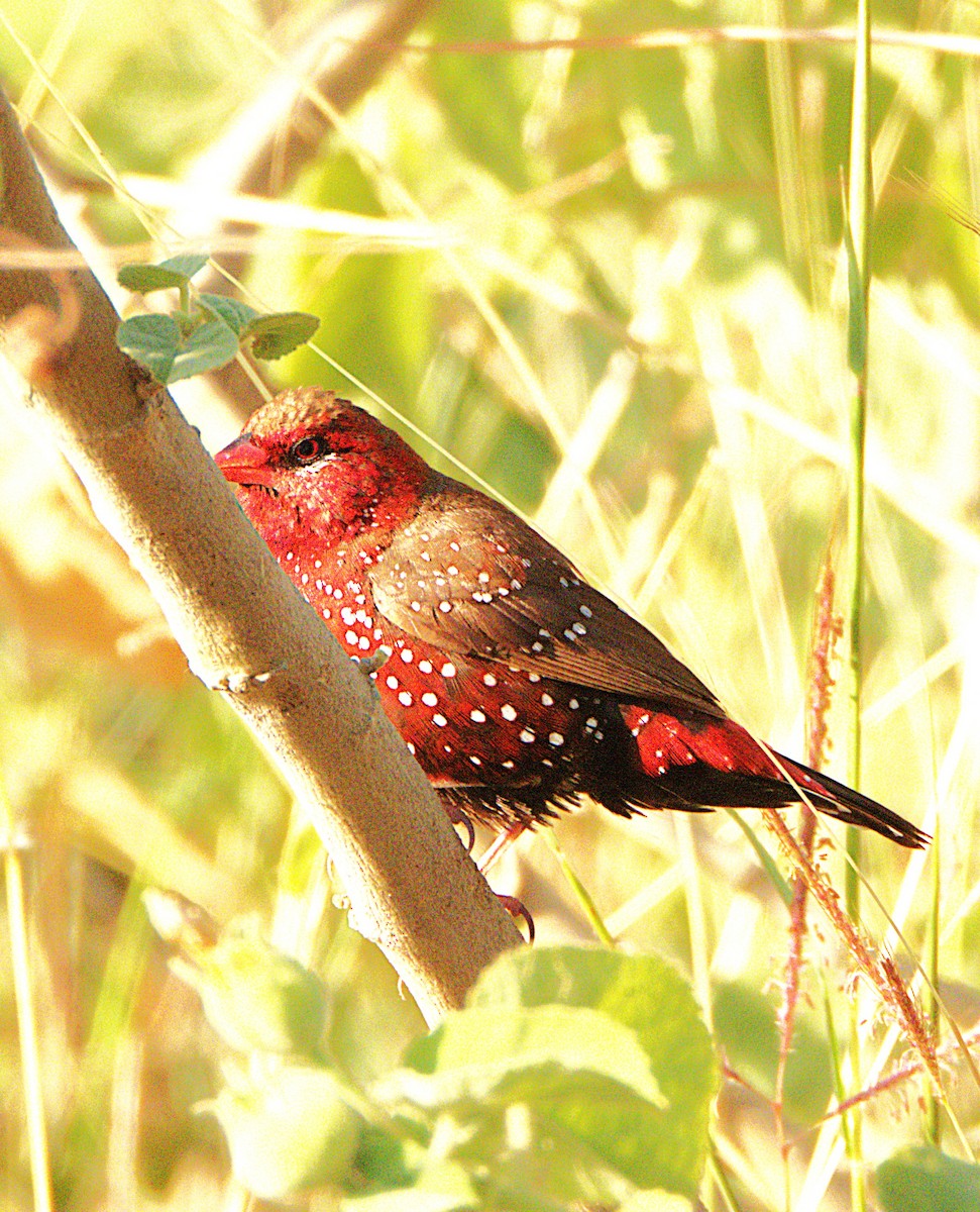 Amandava gorria - ML646905622