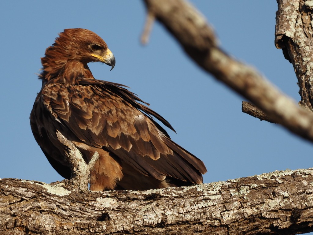 Tawny Eagle - ML646905623