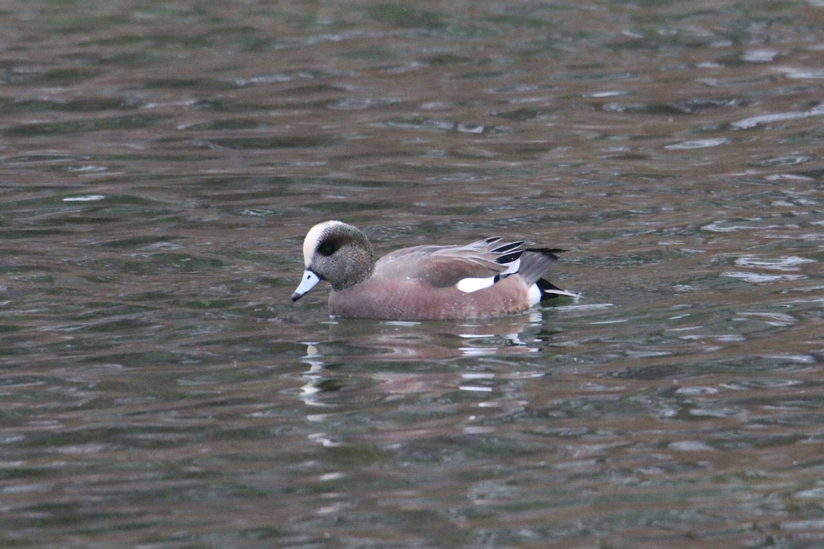 American Wigeon - ML646905624