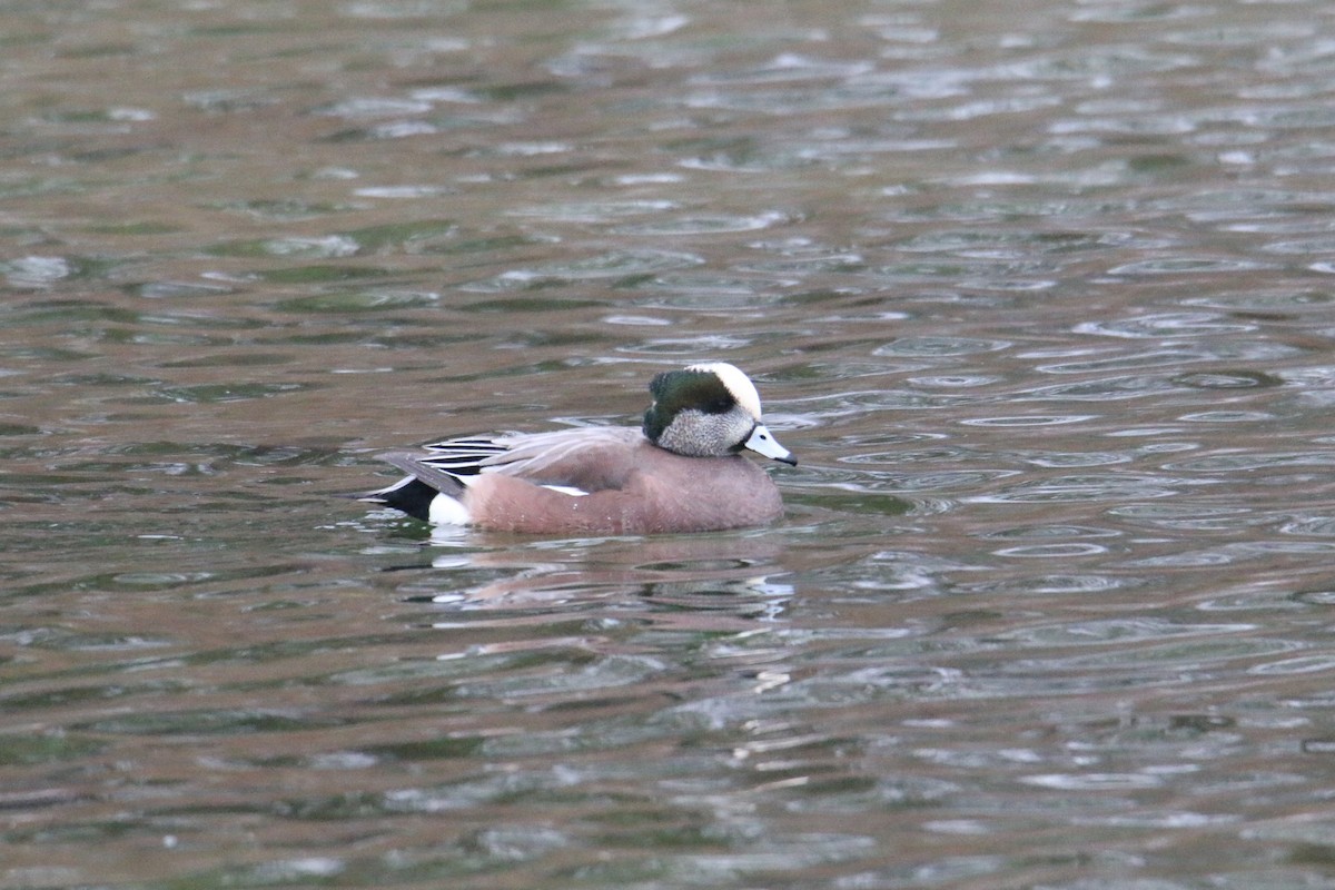 American Wigeon - ML646905625