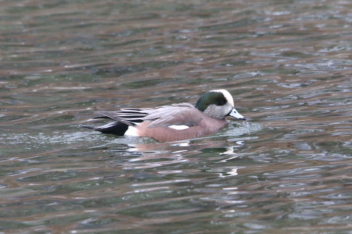 American Wigeon - ML646905626