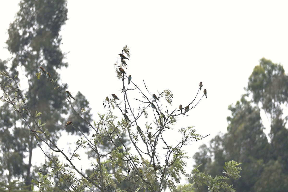 Erle-txori eurasiarra - ML646905628