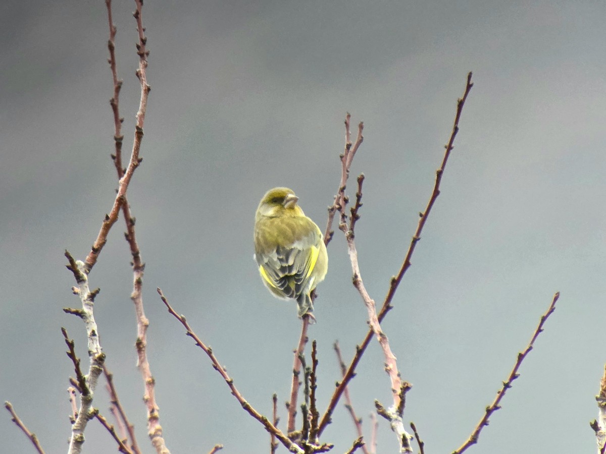 Verdone - ML646905632