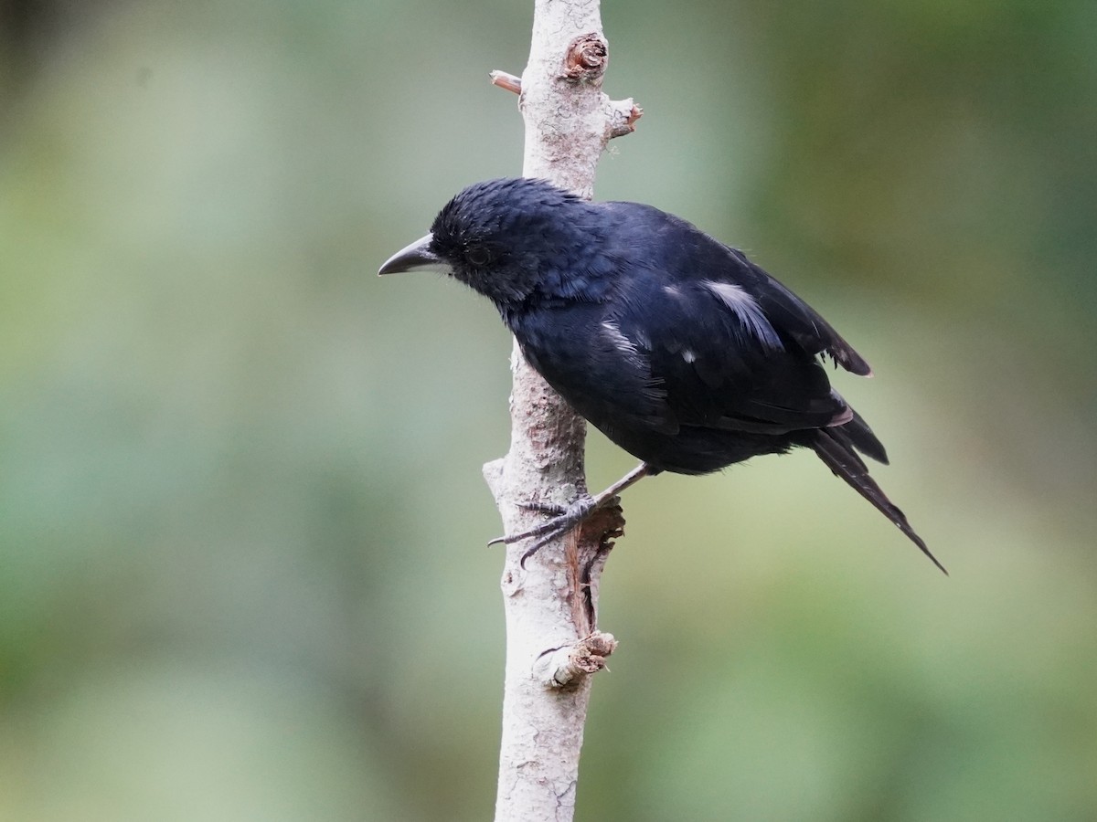 Чёрная танагра - ML646905634