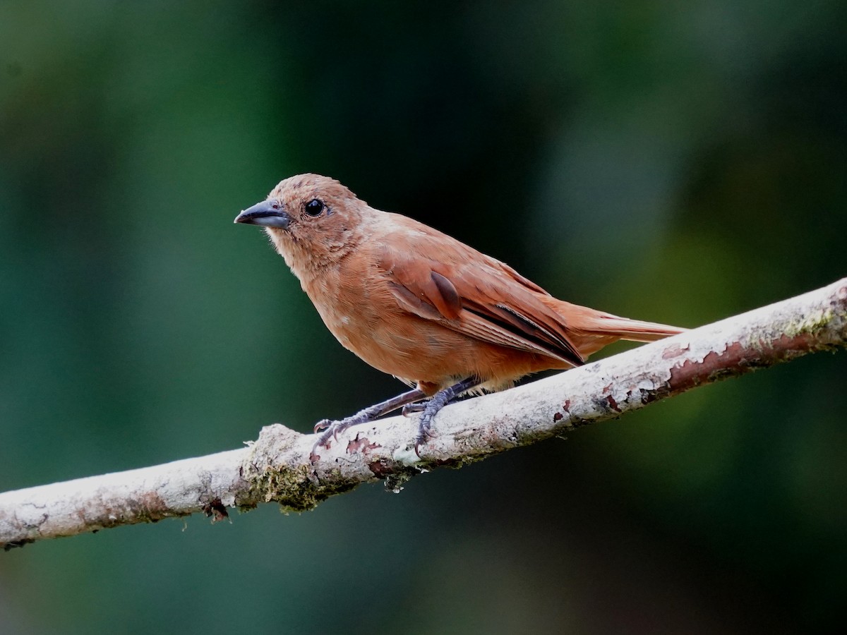 Чёрная танагра - ML646905635