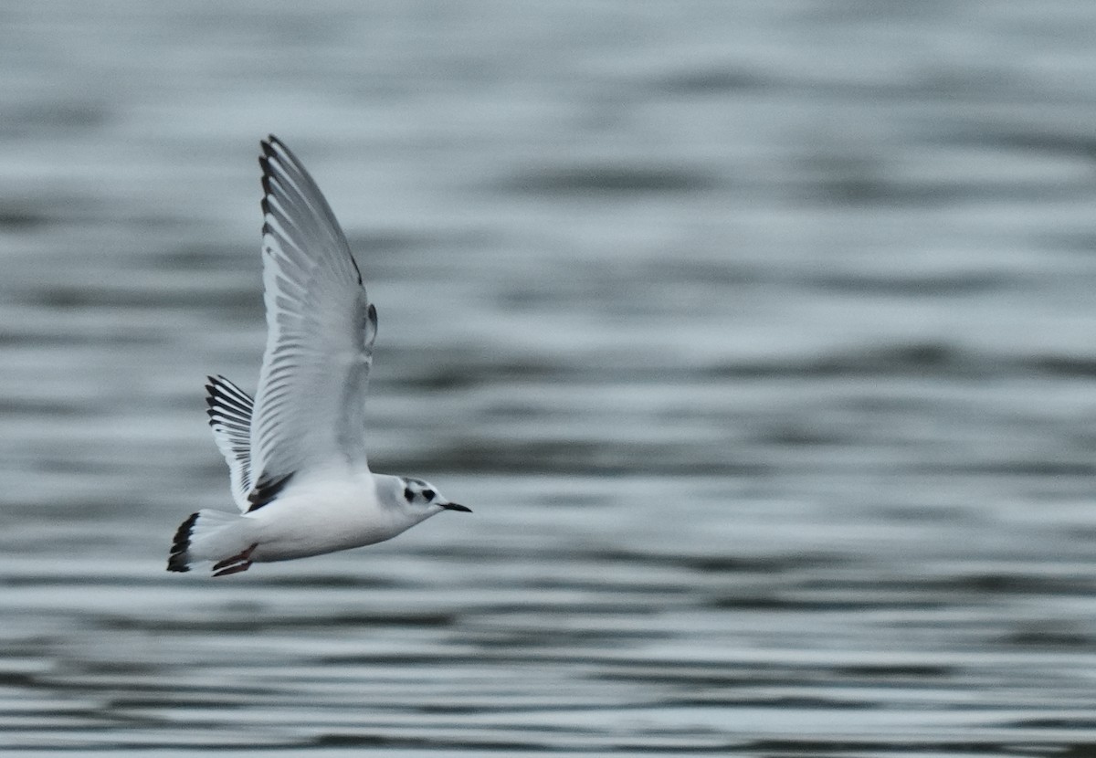 Малая чайка - ML646905636