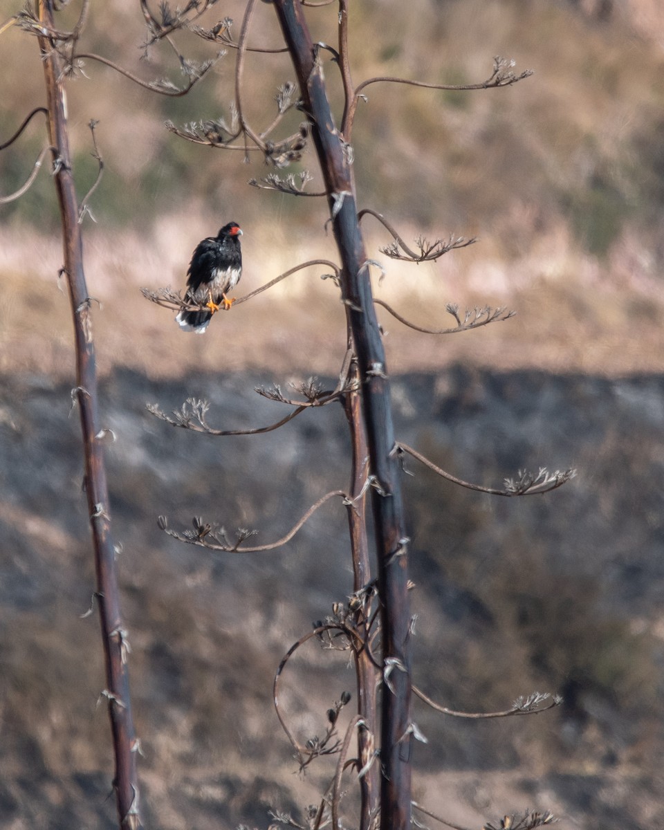 Каракара андська - ML646905640