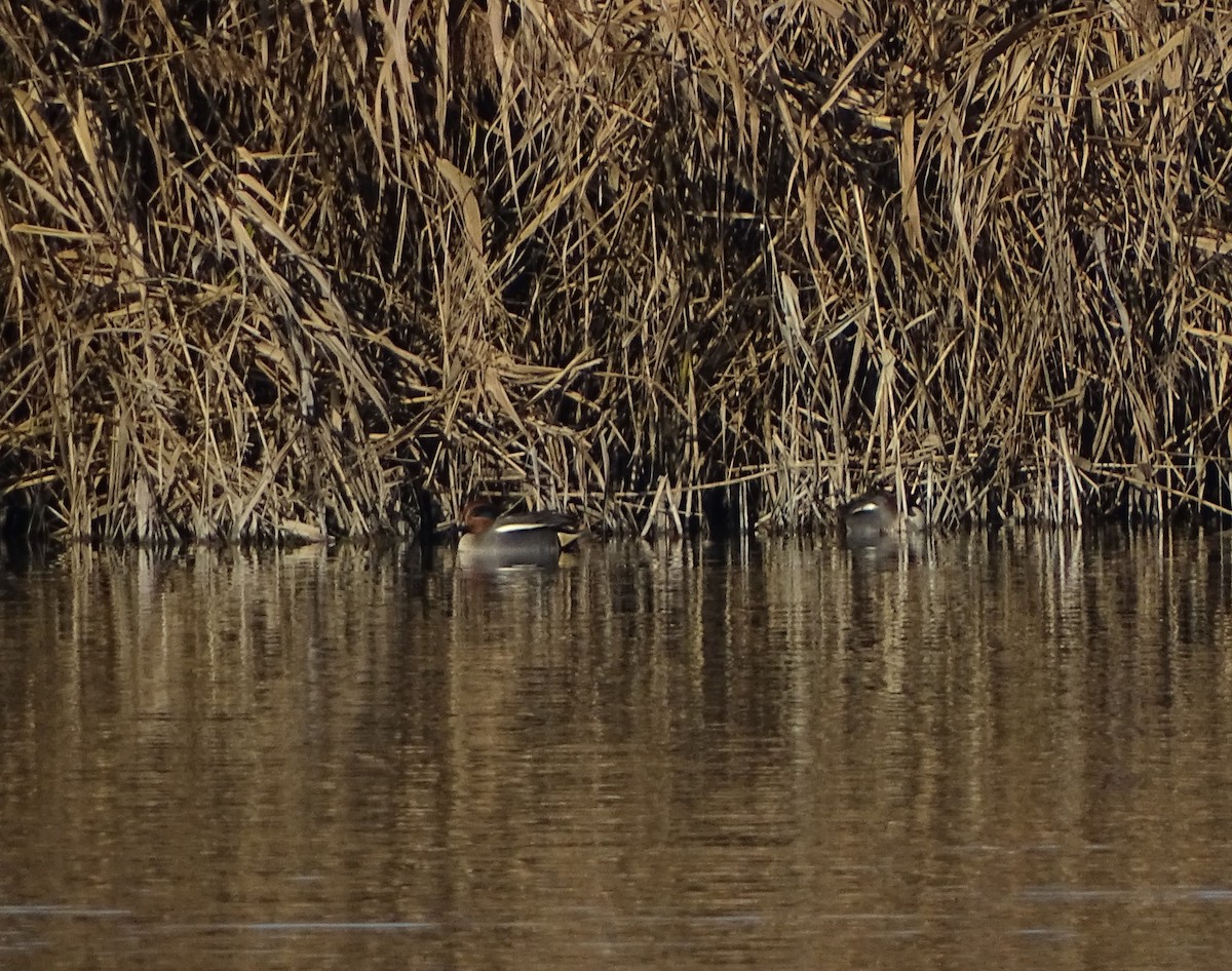 Чирок-свистунок - ML646905641