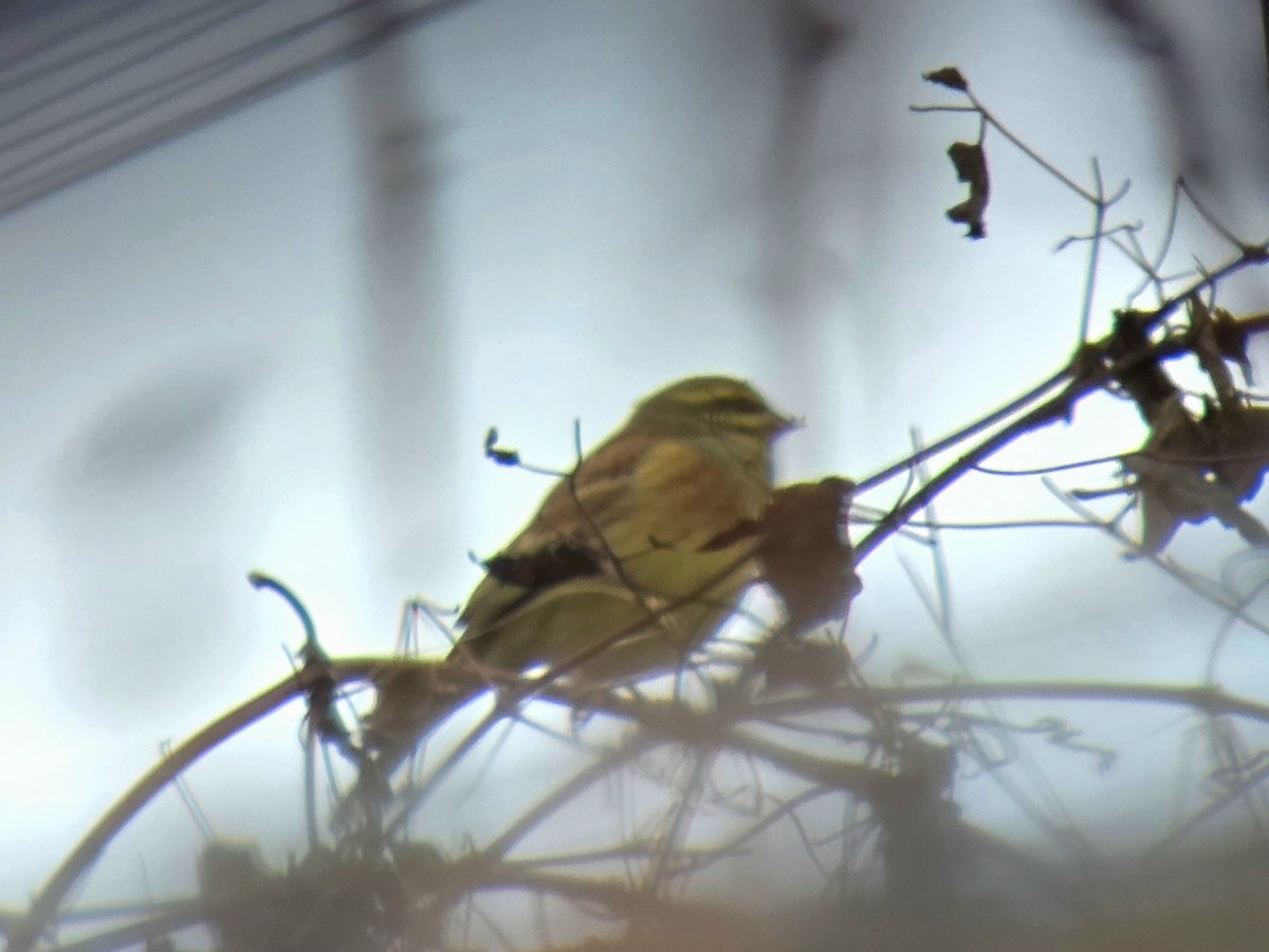 Огородная овсянка - ML646905642