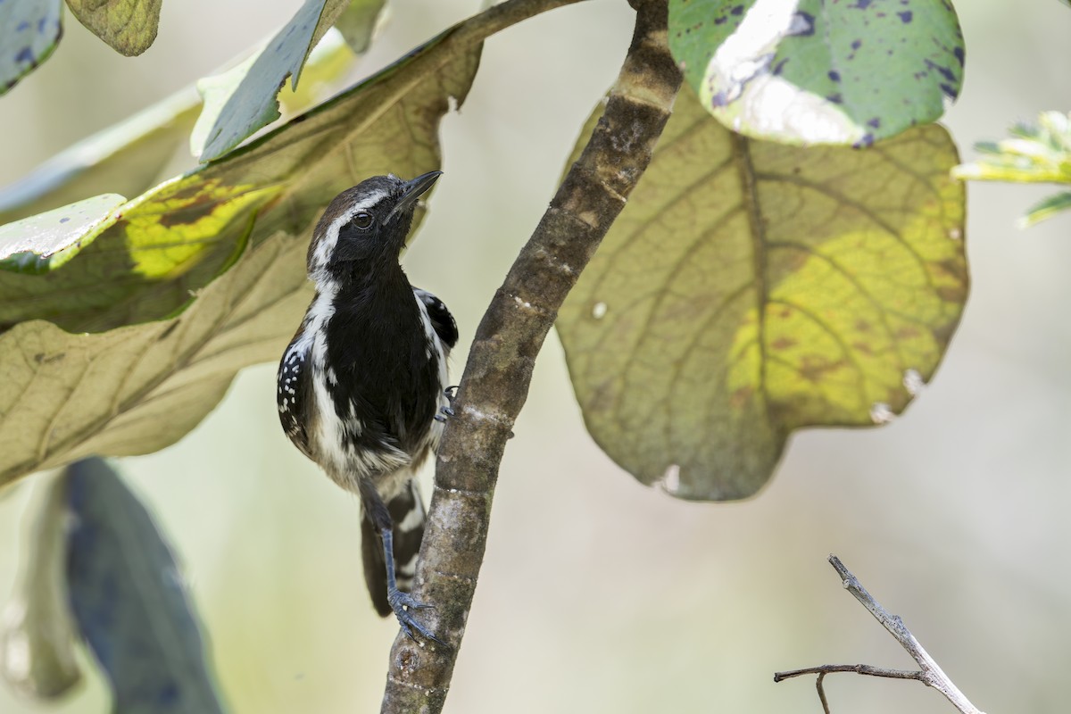 Коричневый муравьелов - ML646905643