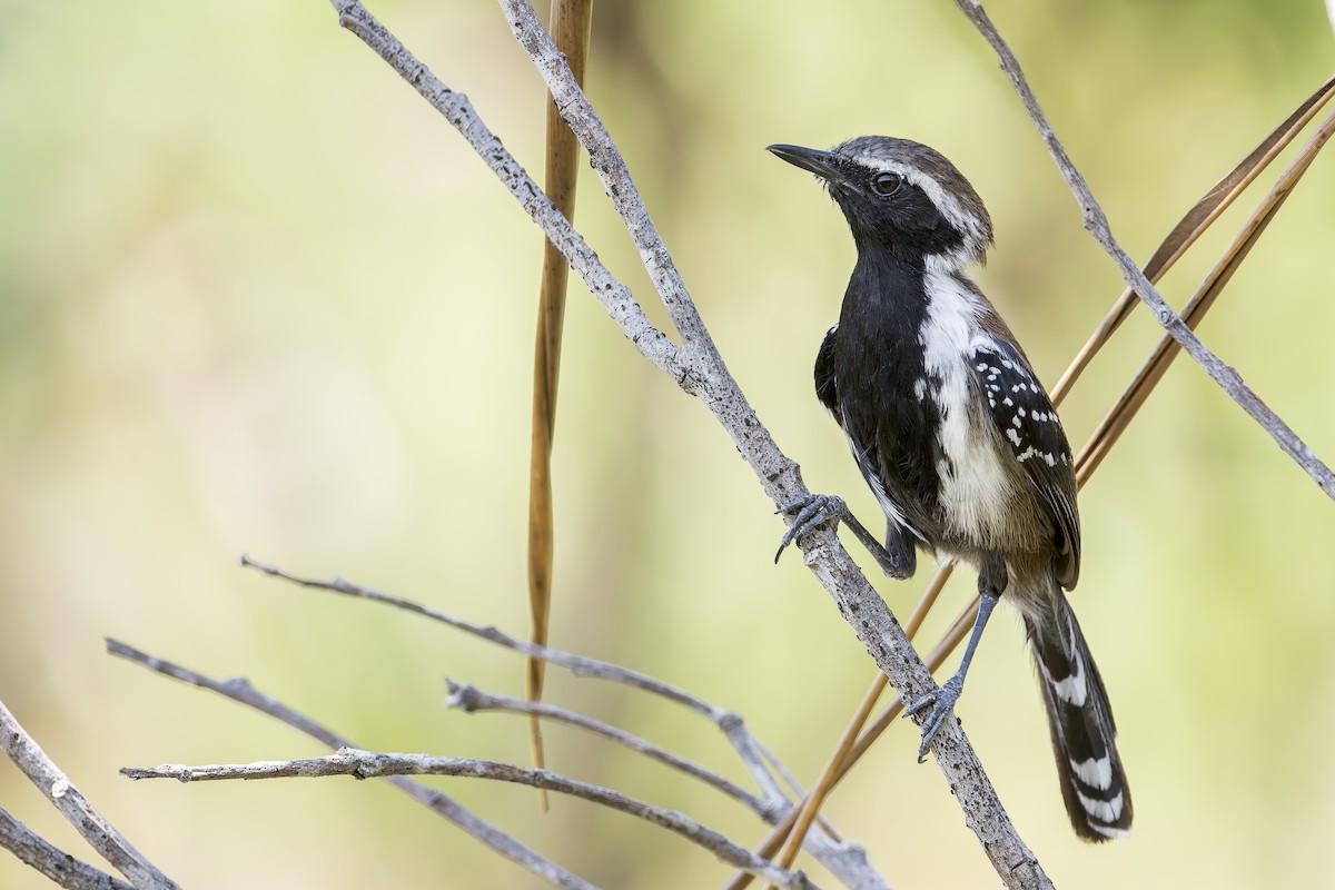 Коричневый муравьелов - ML646905644