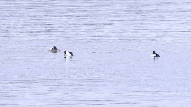 Common Goldeneye - ML646905645