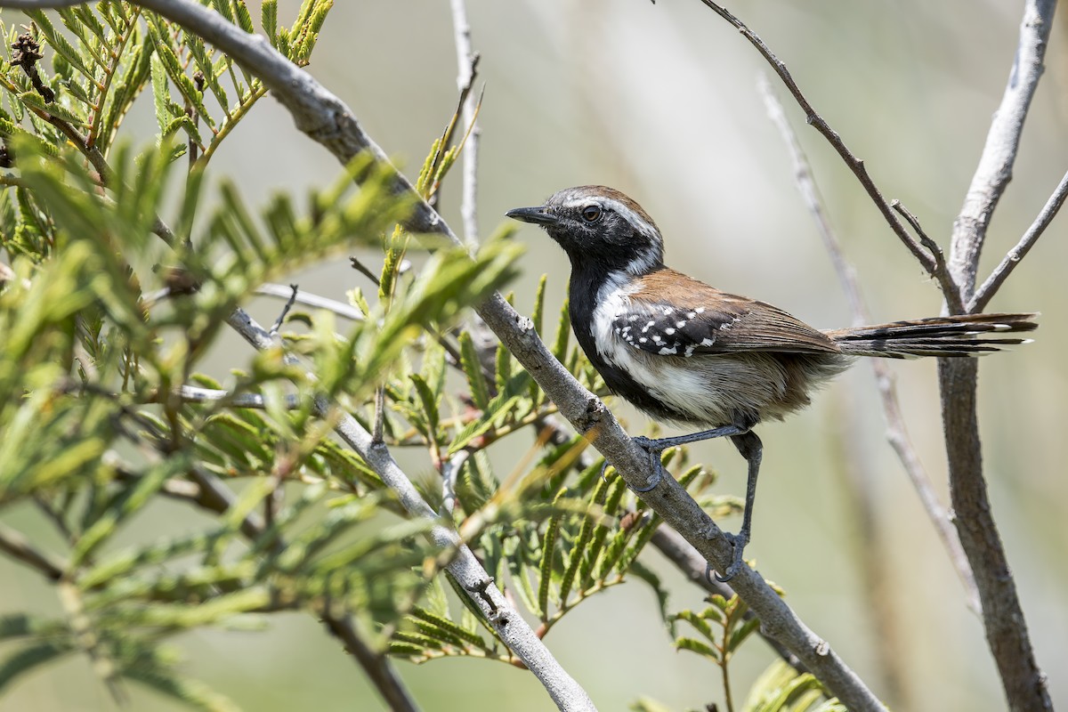Коричневый муравьелов - ML646905646