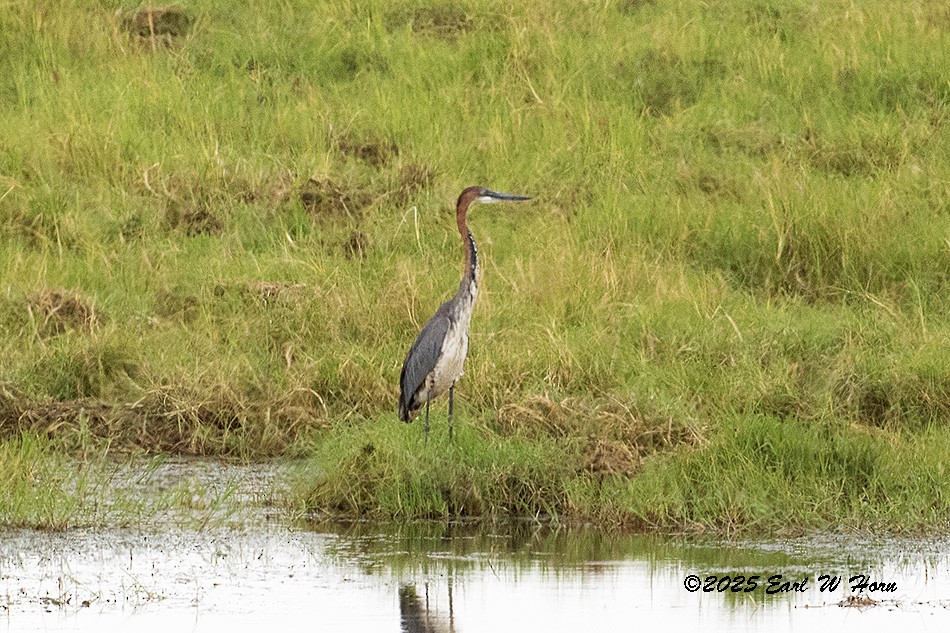 Цапля-голиаф - ML646905647