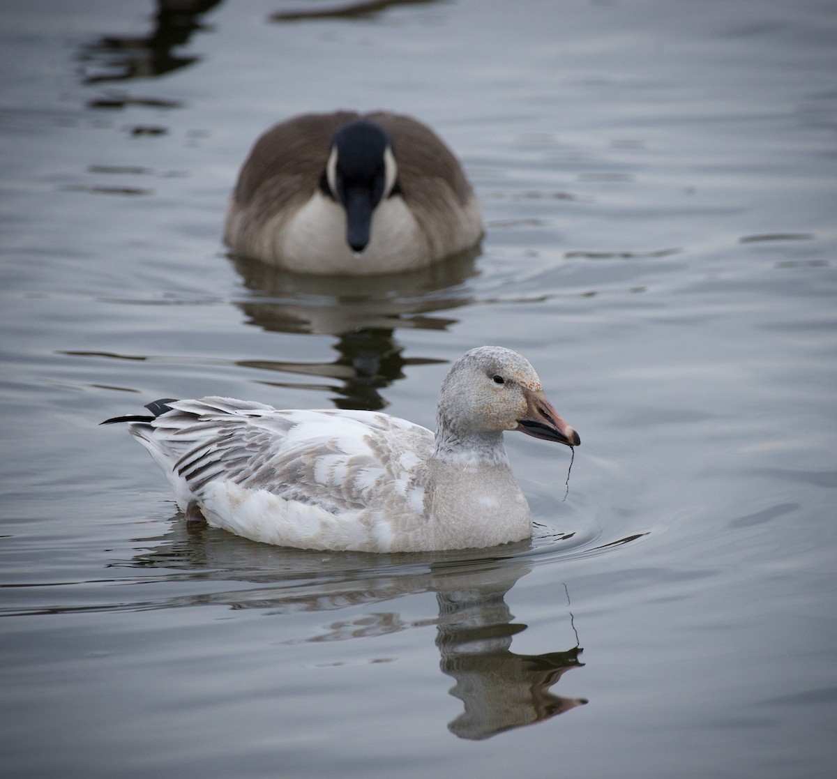 Белый гусь - ML646905649