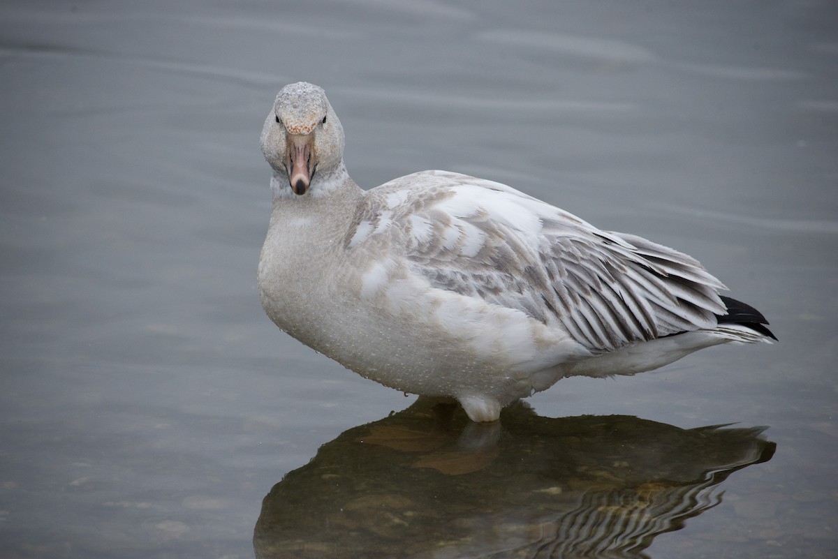 Белый гусь - ML646905650