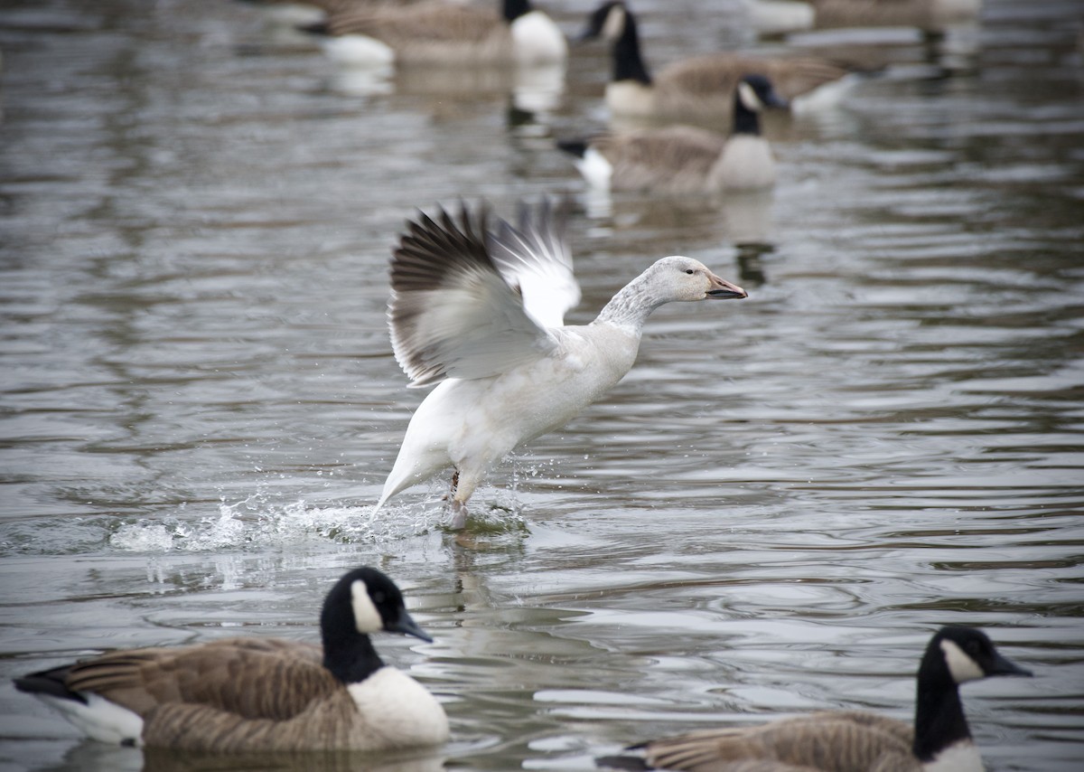 Белый гусь - ML646905651