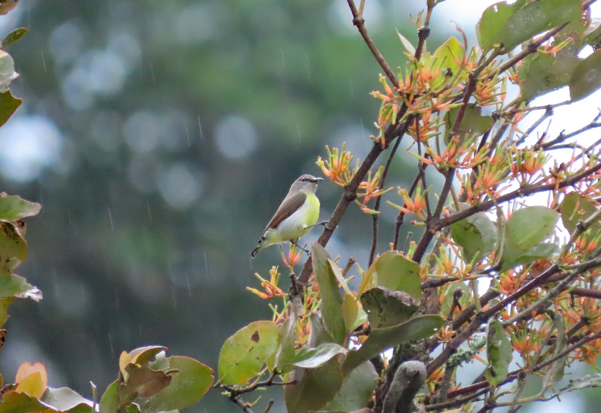 Лимонная нектарница - ML646905652