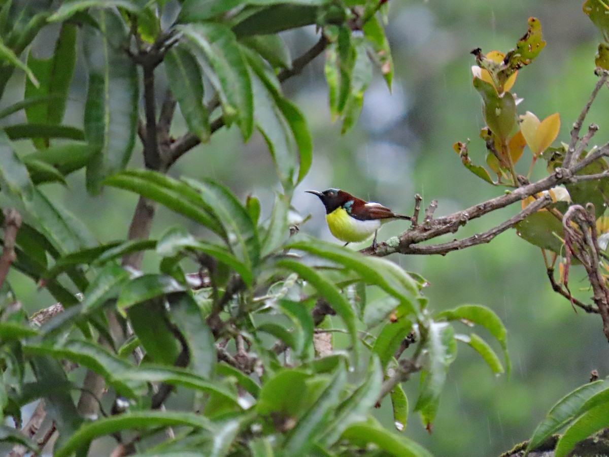 Лимонная нектарница - ML646905653