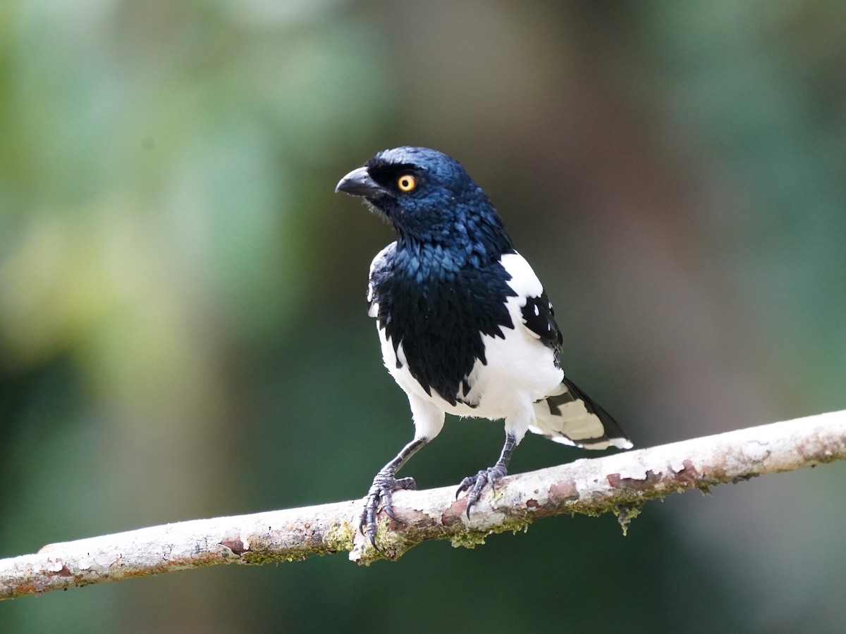 Сорочья танагра - ML646905657