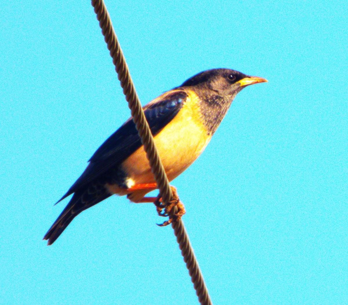 Розовый скворец - ML646905662