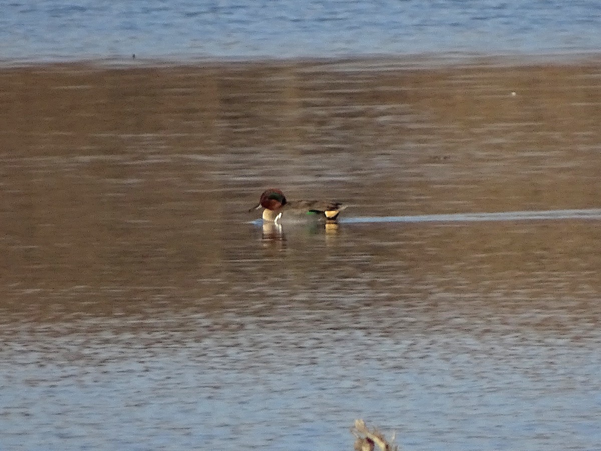 Чирок-свистунок (Американский) - ML646905663