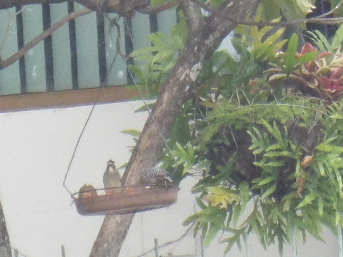 Коричневая земляная горлица - ML646905664