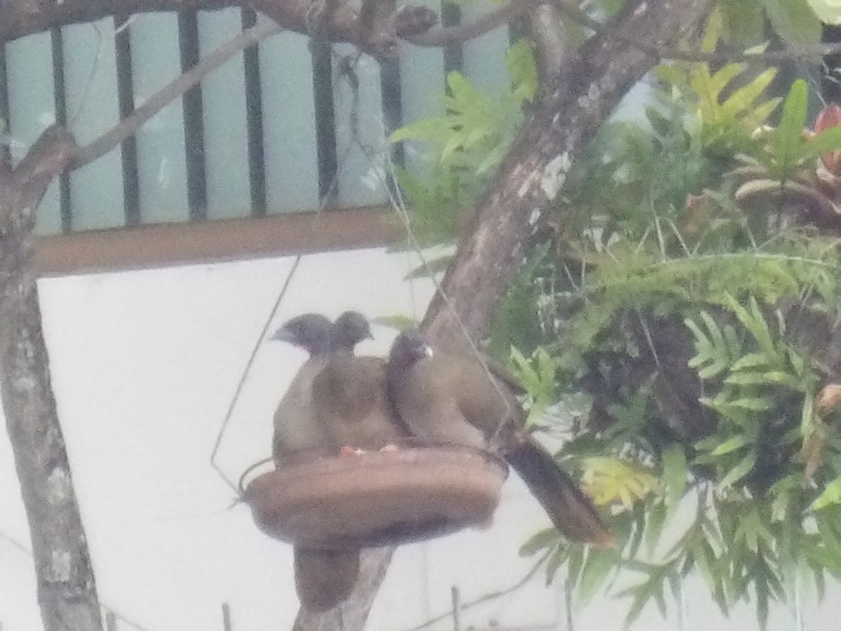 Rufous-vented Chachalaca (Rufous-tipped) - ML646905665