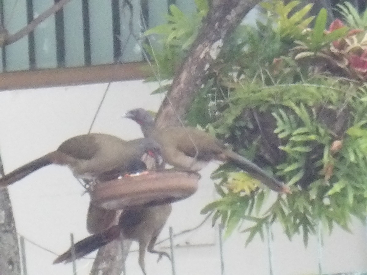 Rufous-vented Chachalaca (Rufous-tipped) - ML646905667