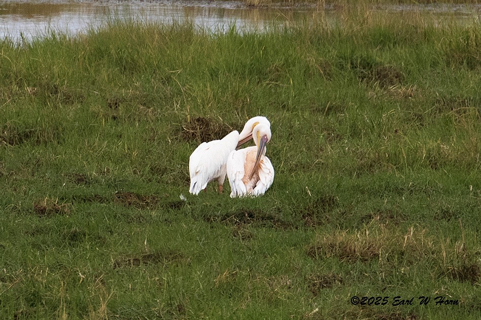 白鵜鶘 - ML646905668