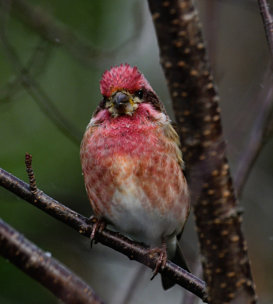 Пурпурная чечевица - ML646905676