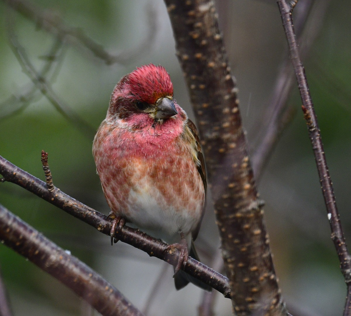 Пурпурная чечевица - ML646905678