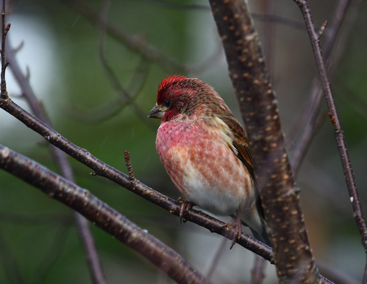 Purple Finch - ML646905679