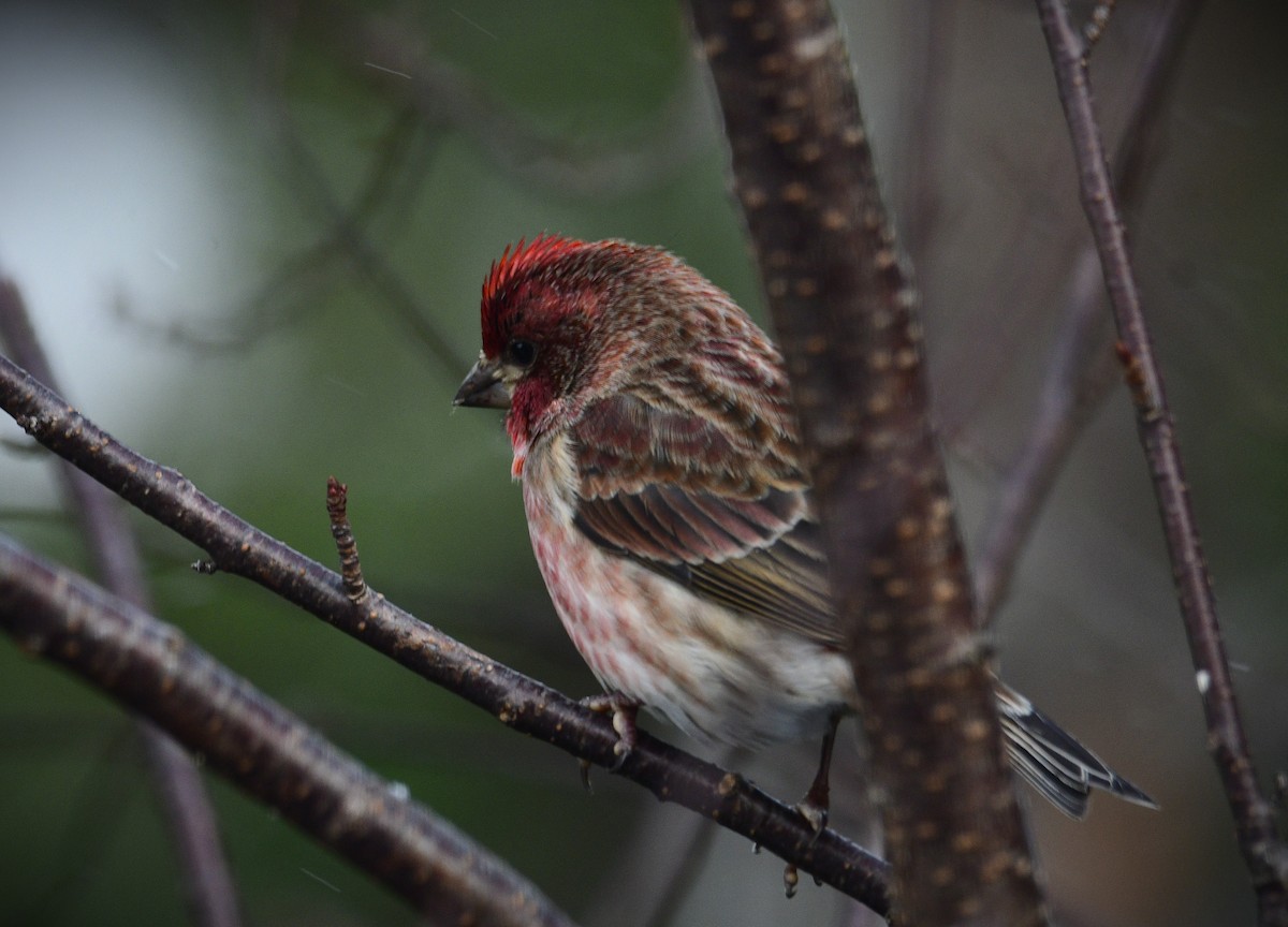 Пурпурная чечевица - ML646905680