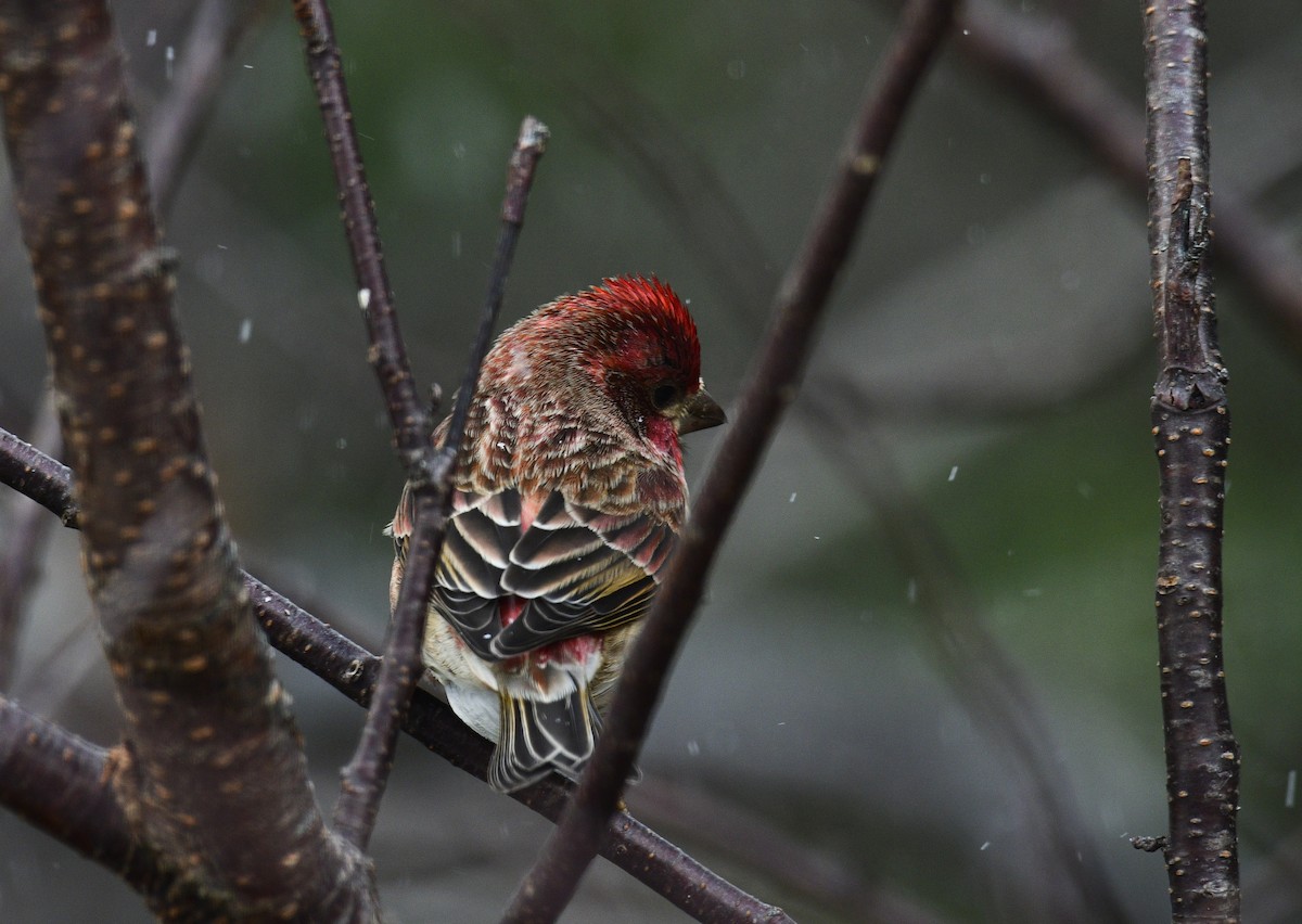 Пурпурная чечевица - ML646905681