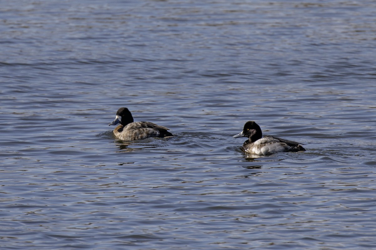 Малая морская чернеть - ML646905682